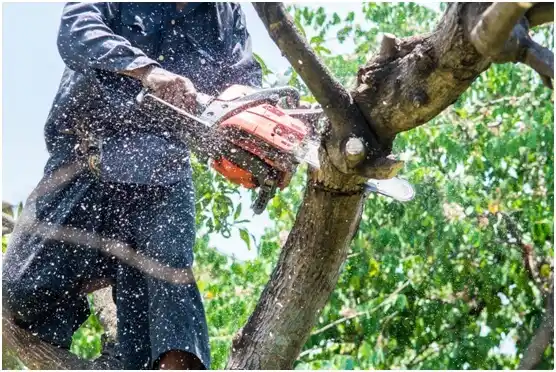 tree services Spavinaw